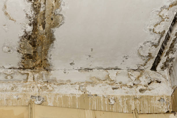 Forensic Mold Investigation in Shrewsbury, PA